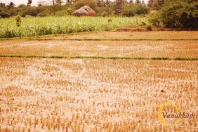 Dürre auf dem Reisfeld